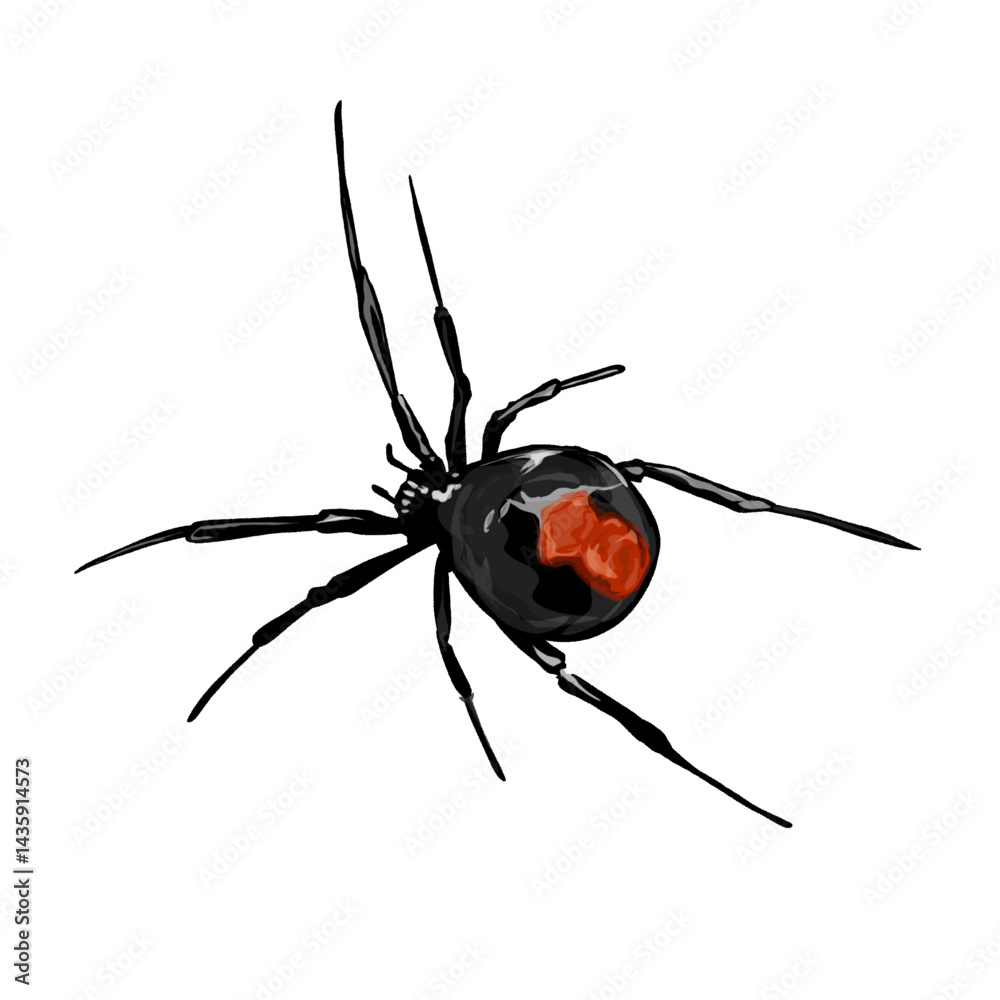 illustration of the red-backed spider (Latrodectus hasseltii), also known as the Australian black widow illustration of the red-backed spider (Latrodectus hasseltii), also known as the Australian black widow