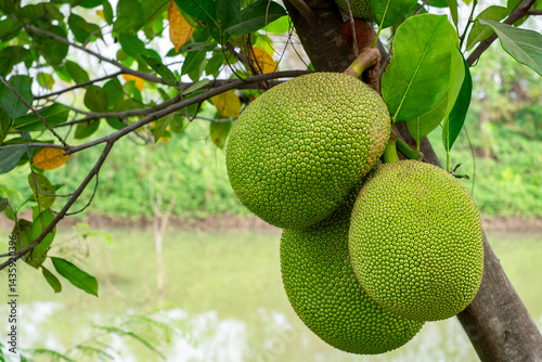 Fresh green jackfruits growing on the tree by the riverbank, showcasing tropical fruit agriculture, natural farming, and organic produce in a lush, green environment photo