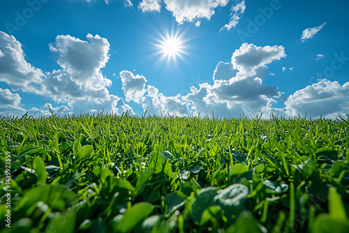 Grassy Field On A Sunny Day