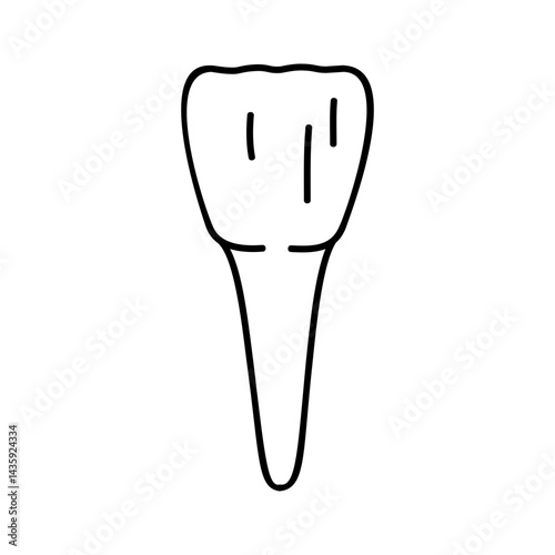 Incisor