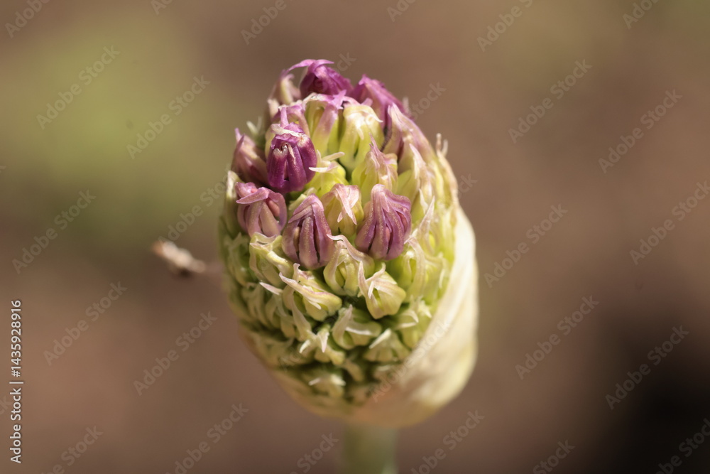 Obraz premium bud of a flower unopened garlic macro