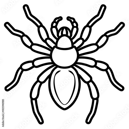 Fine Line Tarantula