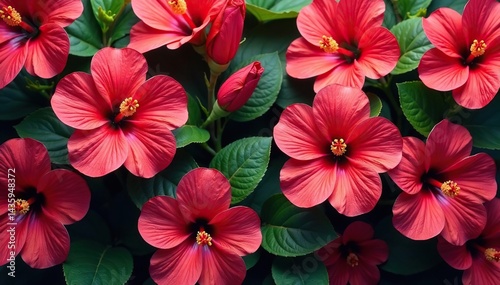 Wallpaper Mural Bold vibrant hibiscus blooms in a tropical style, dense arrangement , print, floral print, textile Torontodigital.ca