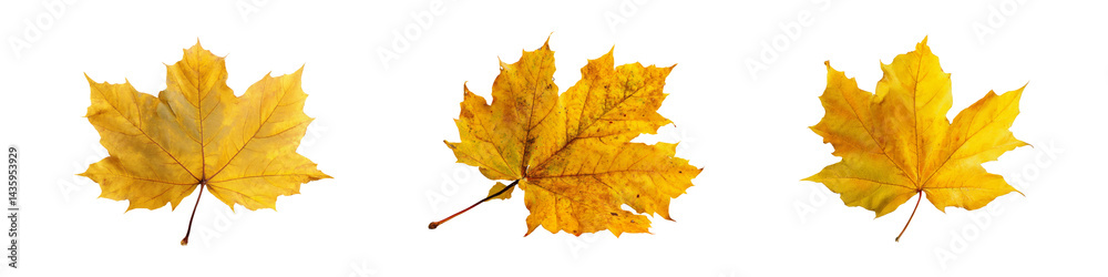 Nature set autumn leaves collection Nature set autumn leaves collection