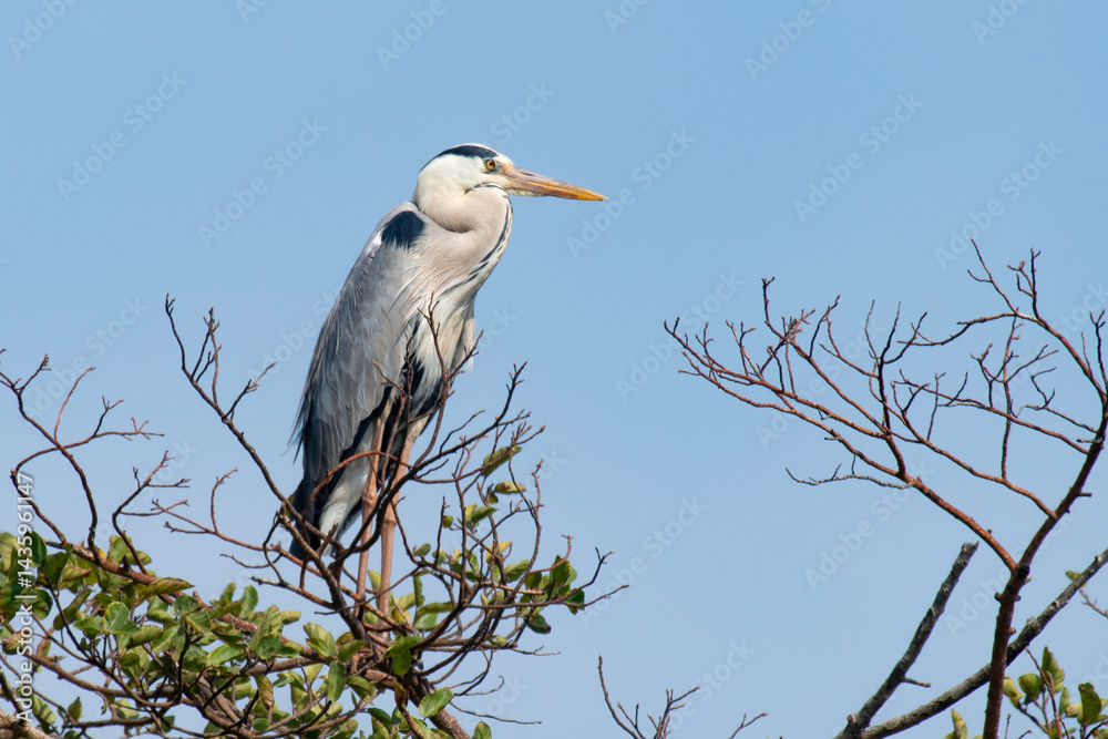 Héron cendré, Ardea cinerea, Grey Heron
