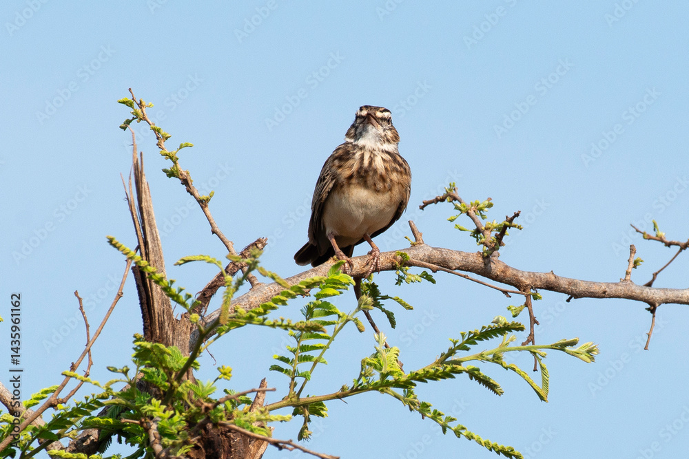 Alouette bourdonnante,.Amirafra rufocinnamomea, Flappet Lark