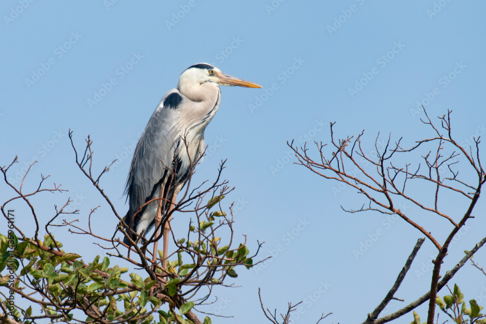 Héron cendré, Ardea cinerea, Grey Heron