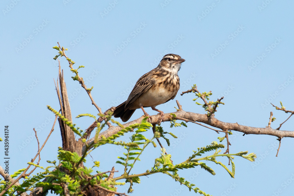 Alouette bourdonnante,.Amirafra rufocinnamomea, Flappet Lark