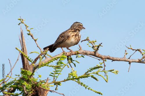 Alouette bourdonnante,.Amirafra rufocinnamomea, Flappet Lark