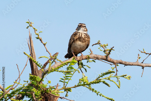 Obraz na płótnie Alouette bourdonnante,.Amirafra rufocinnamomea, Flappet Lark w salonie
