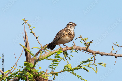 Obraz na płótnie Alouette bourdonnante,.Amirafra rufocinnamomea, Flappet Lark w salonie