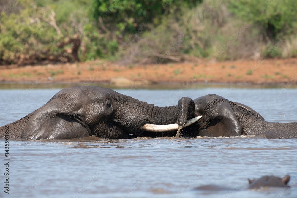 Éléphant d'Afrique, Loxodonta africana, Parc national Kruger, Afrique du Sud