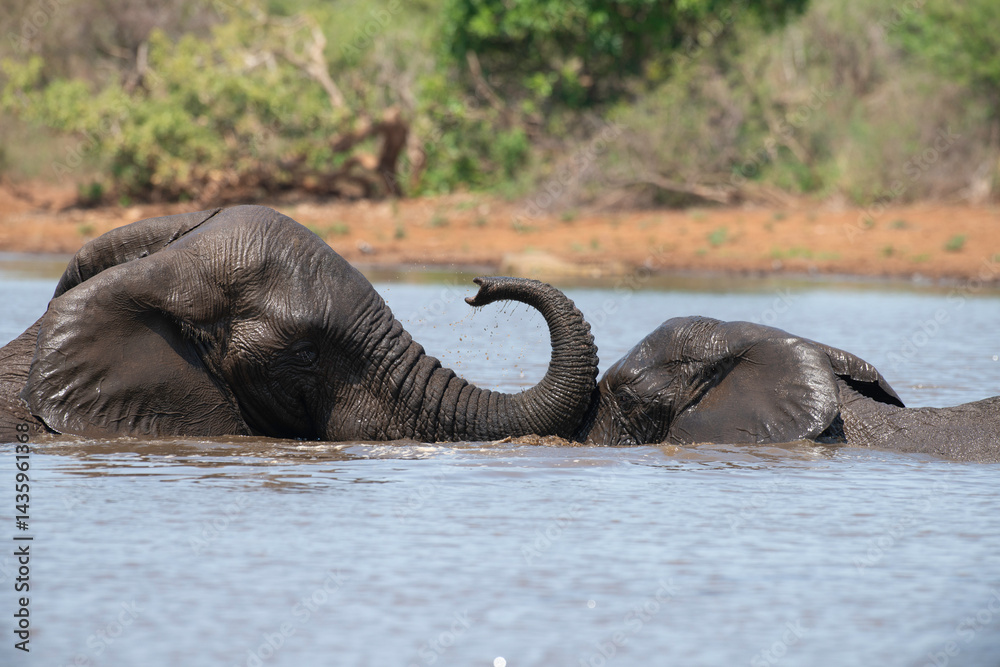 Éléphant d'Afrique, Loxodonta africana, Parc national Kruger, Afrique du Sud