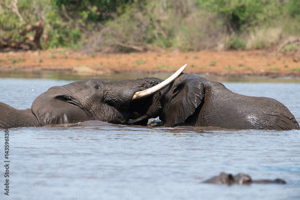 Éléphant d'Afrique, Loxodonta africana, Parc national Kruger, Afrique du Sud