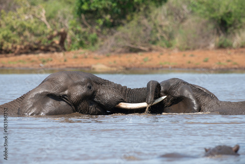 Obraz na płótnie Éléphant d'Afrique, Loxodonta africana, Parc national Kruger, Afrique du Sud w salonie