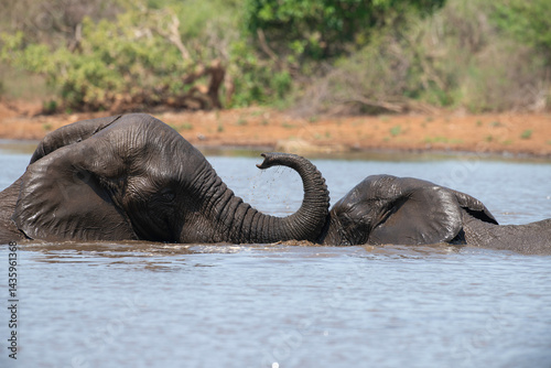 Obraz na płótnie Éléphant d'Afrique, Loxodonta africana, Parc national Kruger, Afrique du Sud w salonie