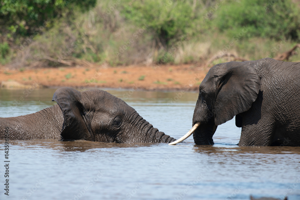 Éléphant d'Afrique, Loxodonta africana, Parc national Kruger, Afrique du Sud