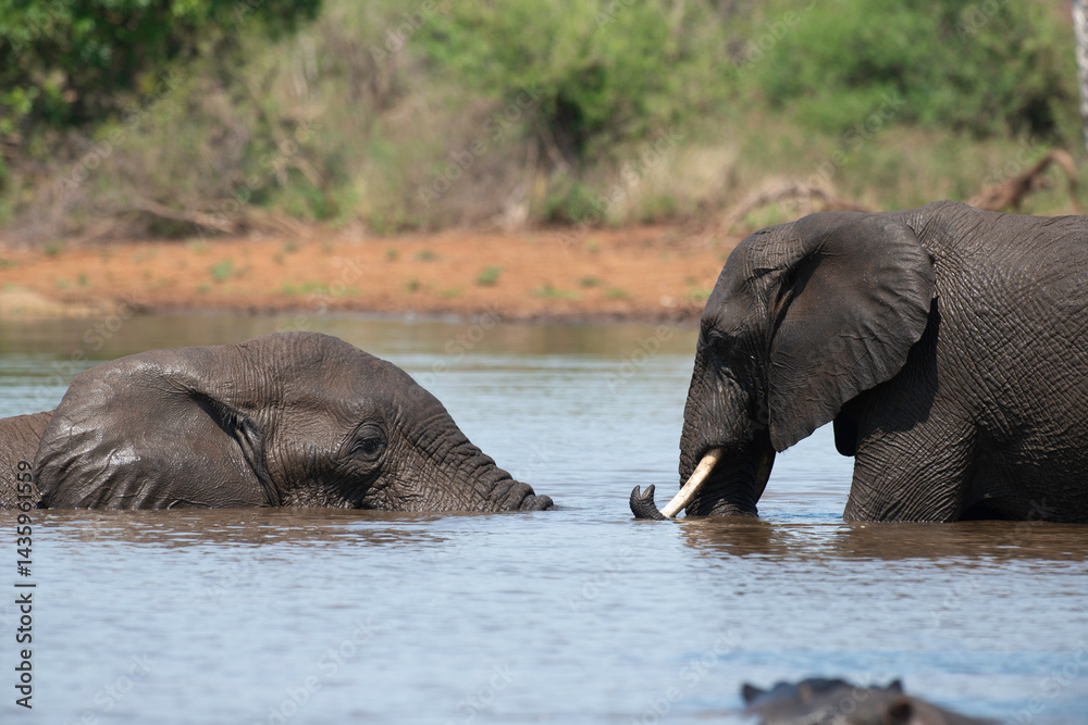 Éléphant d'Afrique, Loxodonta africana, Parc national Kruger, Afrique du Sud