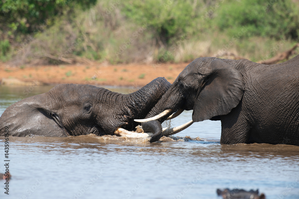 Éléphant d'Afrique, Loxodonta africana, Parc national Kruger, Afrique du Sud