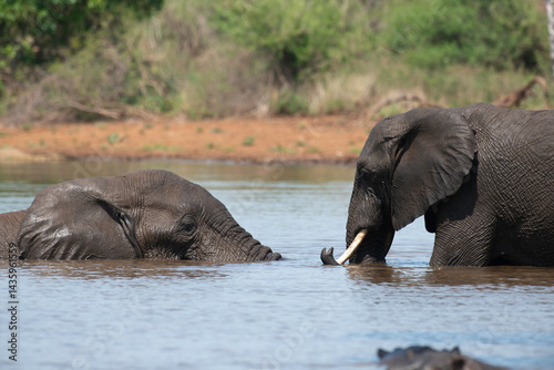 Obraz na płótnie Éléphant d'Afrique, Loxodonta africana, Parc national Kruger, Afrique du Sud w salonie