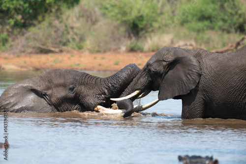 Obraz na płótnie Éléphant d'Afrique, Loxodonta africana, Parc national Kruger, Afrique du Sud w salonie