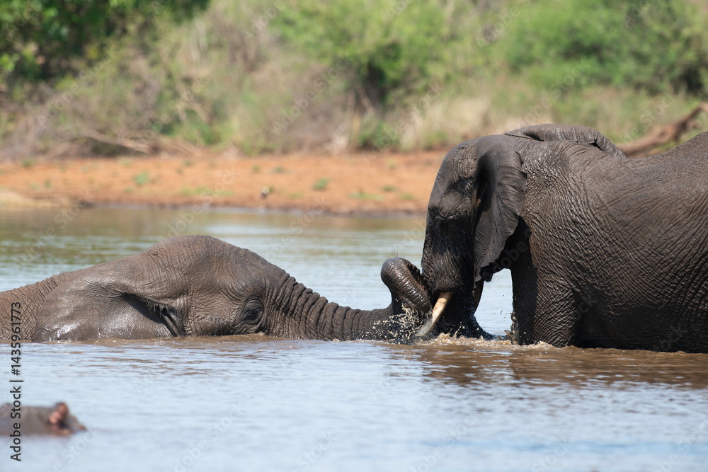 Éléphant d'Afrique, Loxodonta africana, Parc national Kruger, Afrique du Sud