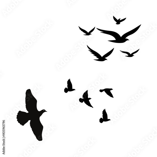 Birds flying is the natural movement of birds through the air, using their wings to soar, glide, or flap across the sky.