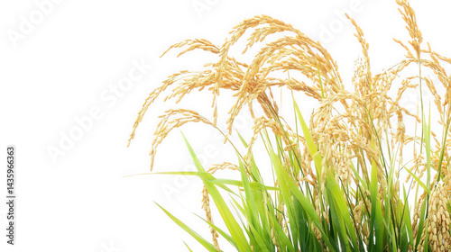 close-up view of ripe rice grains. showcasing the golden-yellow color of the rice heads against a clean white background the vibrant green stalks contrast beautifully with the grains. highlighting the