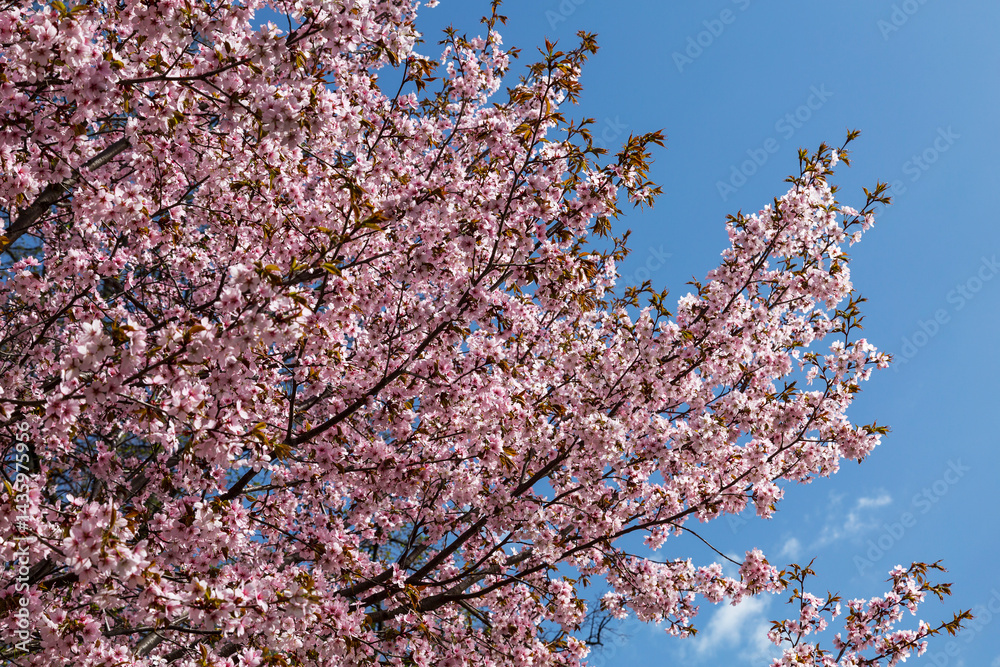 Beautiful sakura blossom