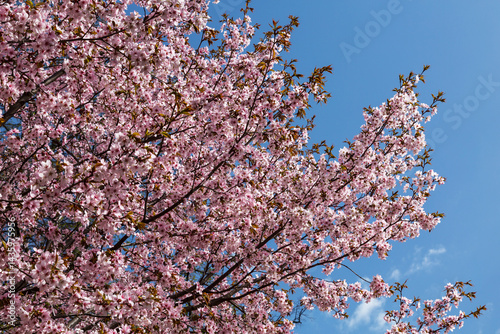 Obraz na płótnie Beautiful sakura blossom