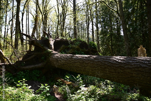 tree roots in the forest