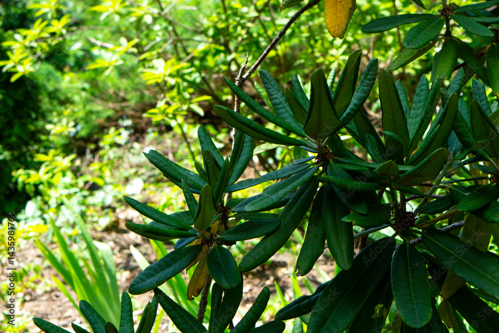 Fototapeta premium close up of a banana tree in the garden