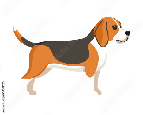 beagle dog isolated on white