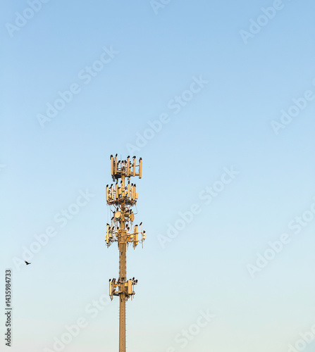 Flock of black birds (unidentified species) perching on a cell tower, with a single bird approaching the others, in evening sunlight. Motifs of technology, attraction, and adaptive behavior.