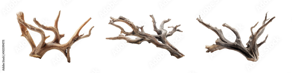 Fototapeta premium Nature set collection of branches