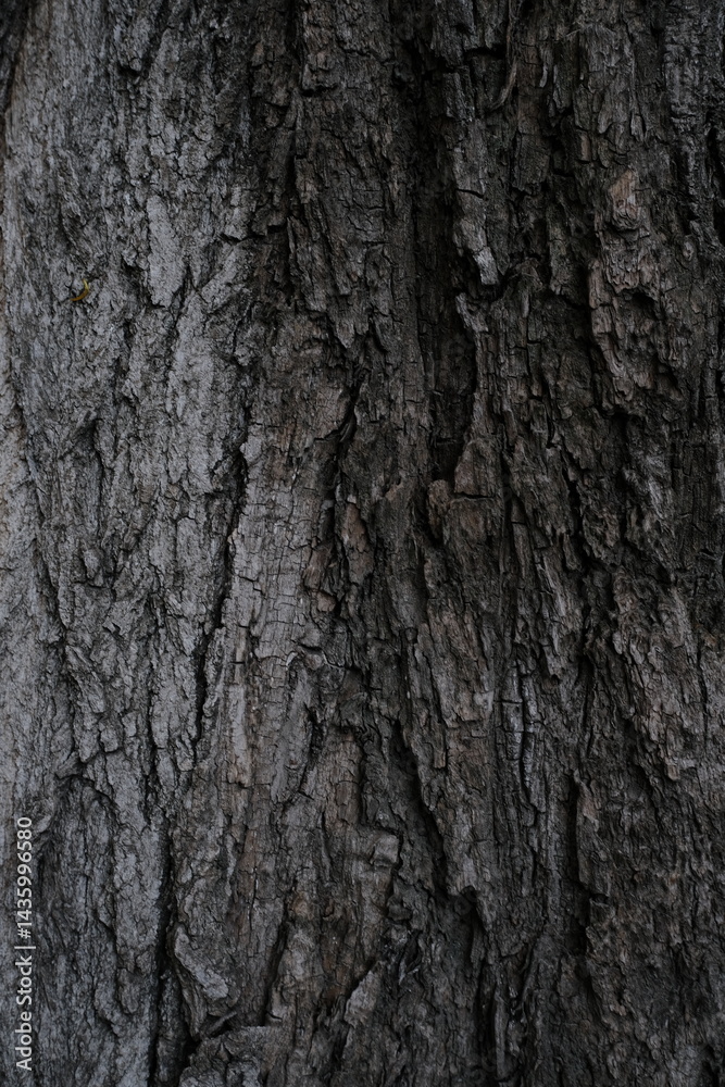 bark of a tree bark of a tree