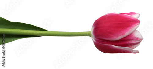 Tableau sur toile isolated beautiful fresh pink tulip