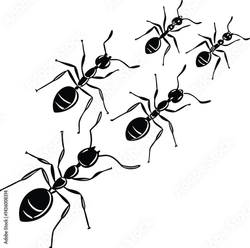black ants on white background