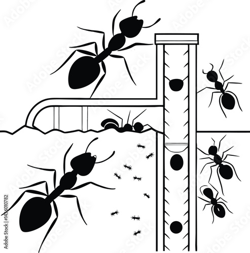 ants