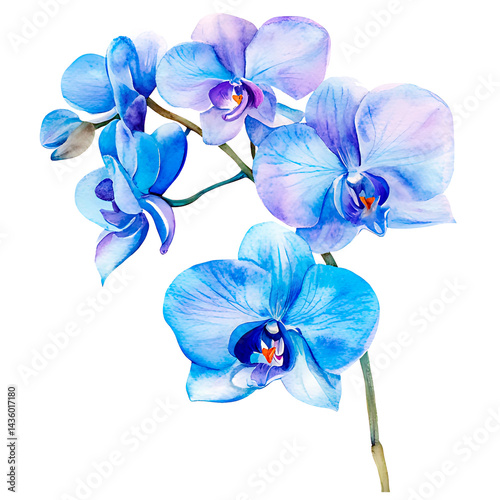 Orchid flower. Delicate watercolor orchid flowers isolated white background.
