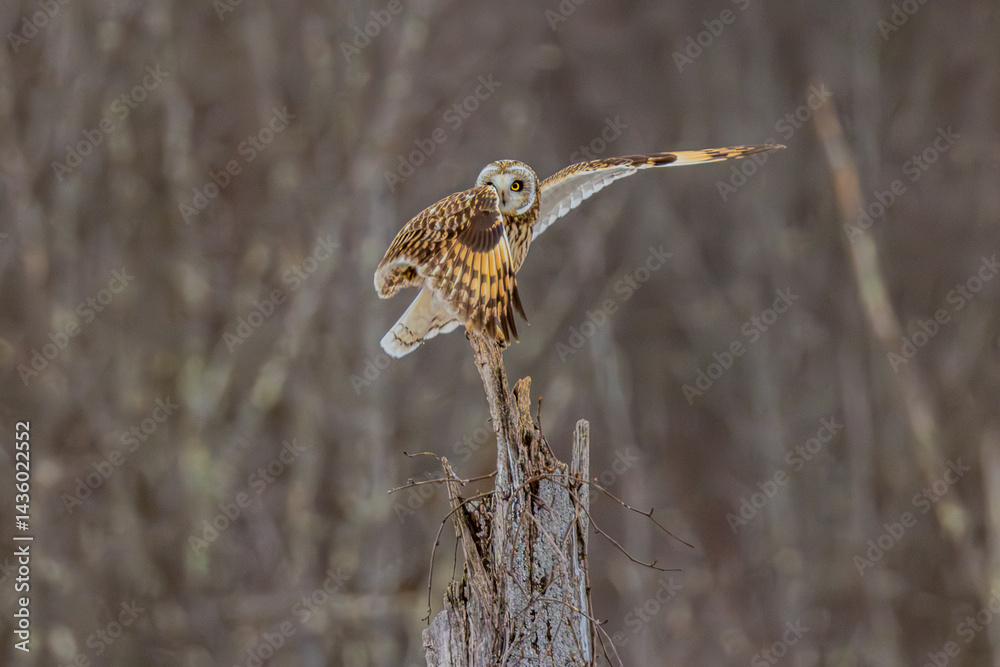 Obraz premium Short Eared Owl