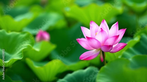 Beautiful Pink Lotus Flower in a Lush Pond Setting