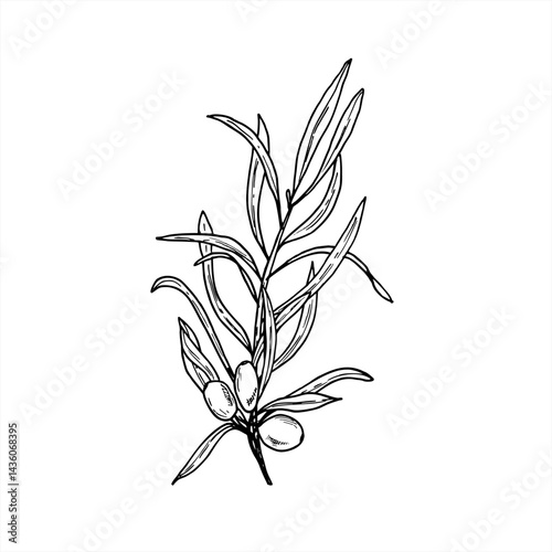 Monochrome autumn wild seaberry branch hand drawn vector isolated illustration in black and white linear style. Juicy sea buckthorn or sand thorn berries line art. For natural skincare packaging