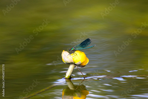 Blue dragonfly sits on a Nuphar lutea close up
