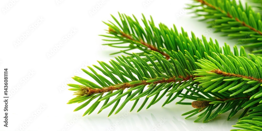 Fresh Green Spruce Branch, Christmas Tree Branch, Evergreen Branch, Conifer Branch, Close Up, White Background, Side View, Natural, Winter, Holiday, Botany. Fresh Green Spruce Branch, Christmas Tree Branch, Evergreen Branch, Conifer Branch, Close Up, White Background, Side View, Natural, Winter, Holiday, Botany.