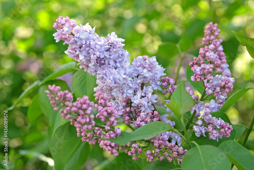 Syringa vulgaris, common lilac, ‘President Grevy’ in flower.