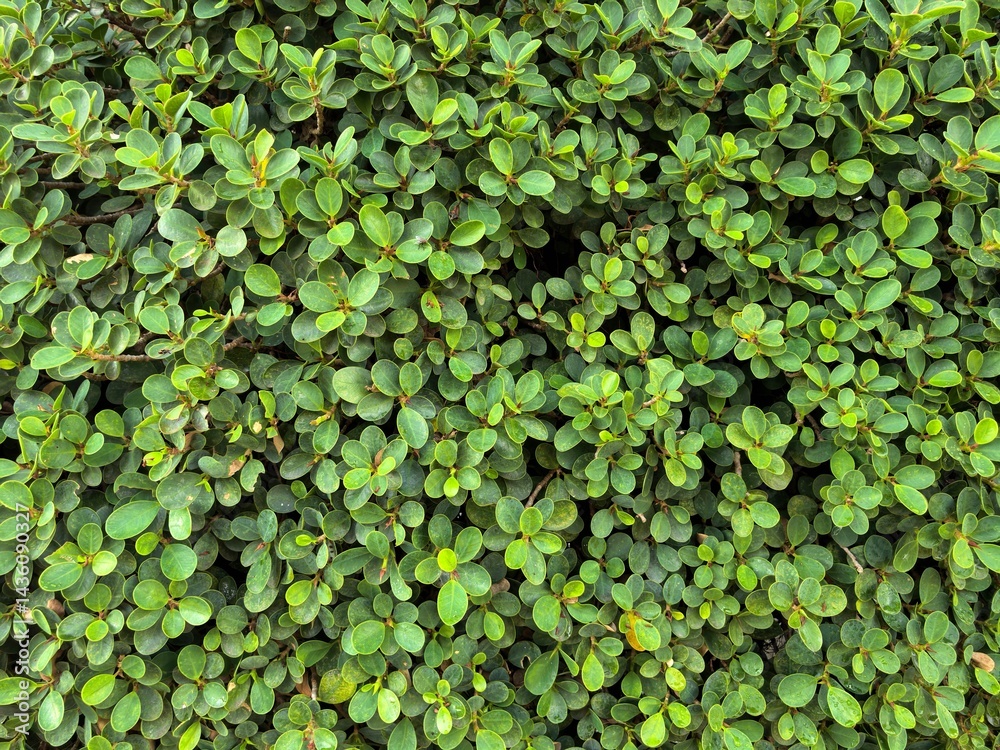 Dense Green Foliage of a Fukien Tea Tree in Bangkok Dense Green Foliage of a Fukien Tea Tree in Bangkok
