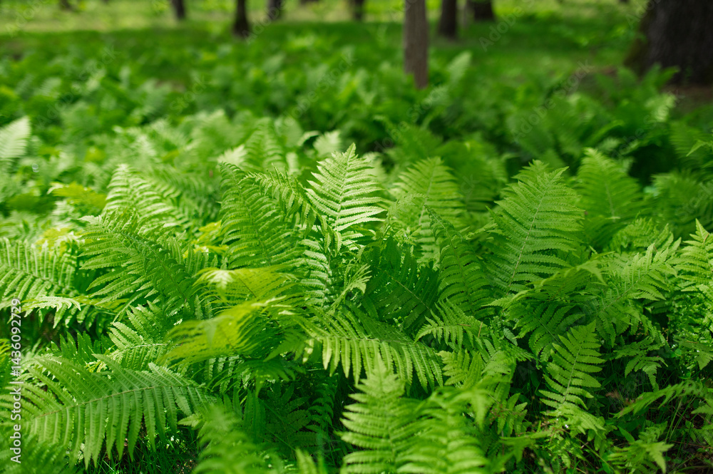 Obraz premium Lush green ferns growing in forest sunlight