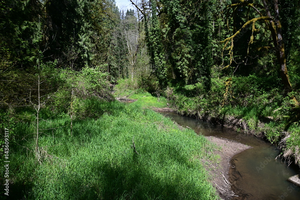 stream flowing in a lush green forest stream flowing in a lush green forest