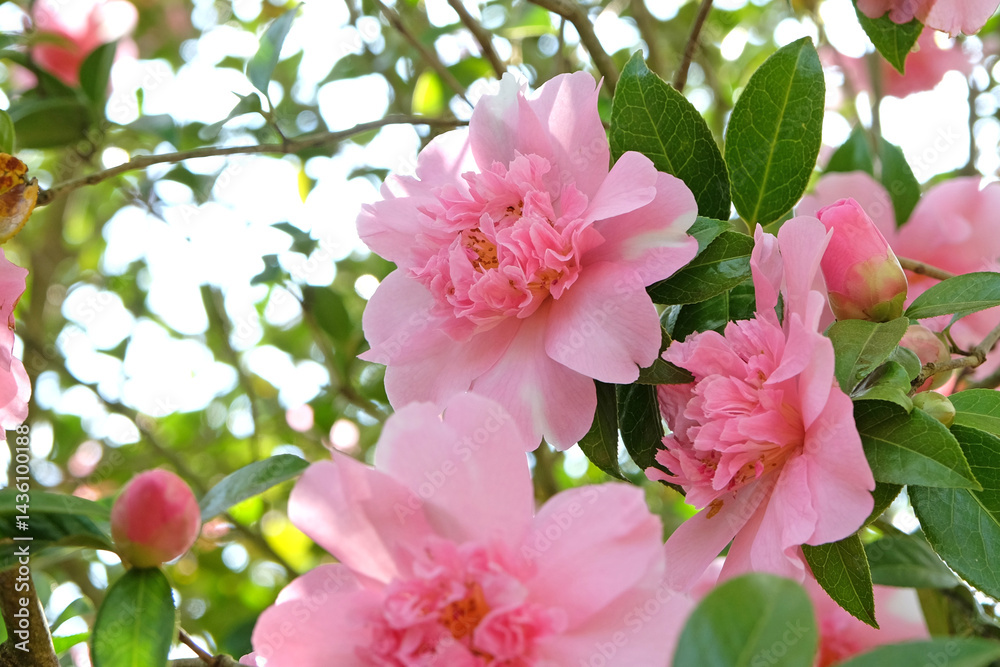 Fototapeta premium Pink peony double Camellia ‘ballet queen variegated’ in flower.
